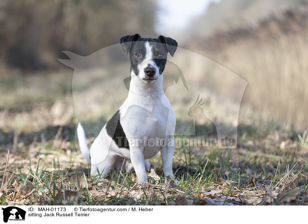 sitzender Jack Russell Terrier / sitting Jack Russell Terrier / MAH-01173