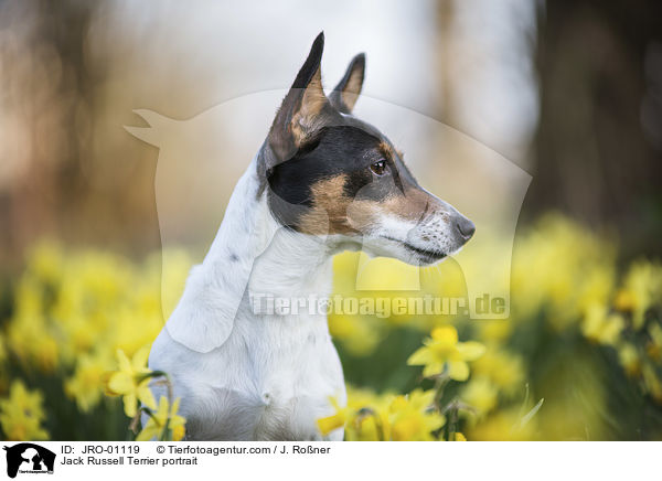 Jack Russell Terrier Portrait / Jack Russell Terrier portrait / JRO-01119