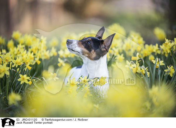 Jack Russell Terrier Portrait / Jack Russell Terrier portrait / JRO-01120