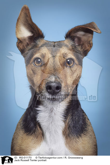 Jack Russell Terrier portrait / RG-01170