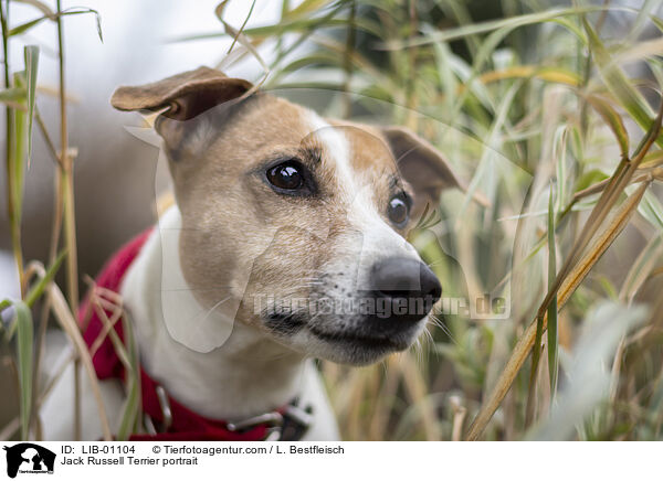 Jack Russell Terrier Portrait / Jack Russell Terrier portrait / LIB-01104