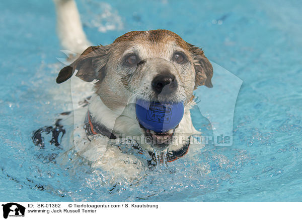 schwimmender Jack Russell Terrier / swimming Jack Russell Terrier / SK-01362