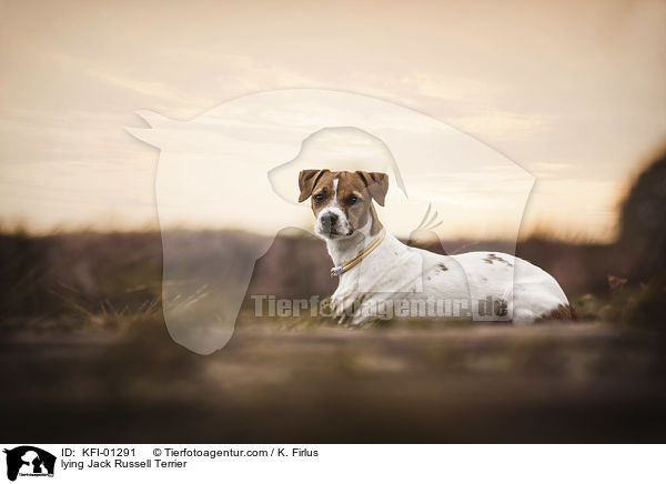 lying Jack Russell Terrier / KFI-01291