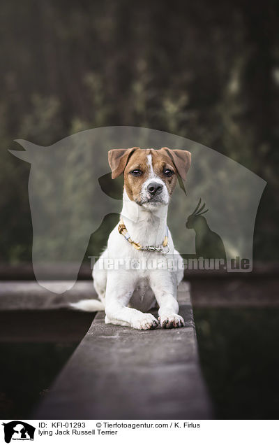 lying Jack Russell Terrier / KFI-01293