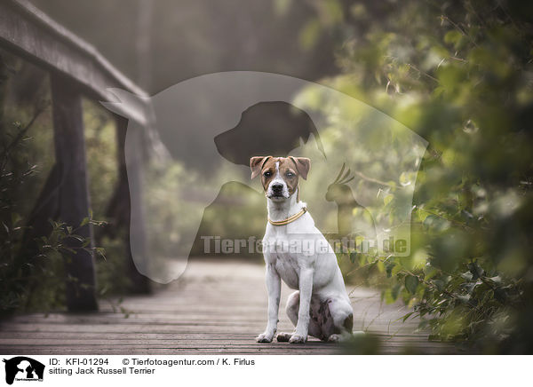 sitting Jack Russell Terrier / KFI-01294