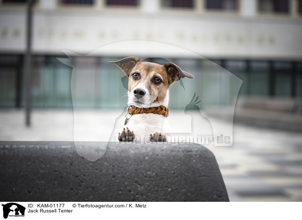 Jack Russell Terrier / Jack Russell Terrier / KAM-01177