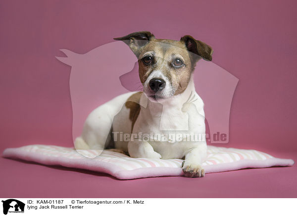 liegender Jack Russell Terrier / lying Jack Russell Terrier / KAM-01187