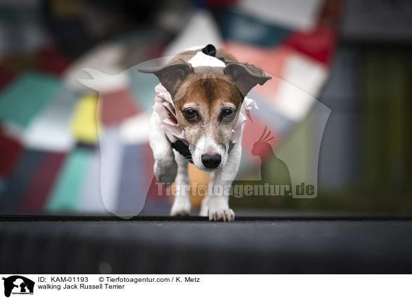 laufender Jack Russell Terrier / walking Jack Russell Terrier / KAM-01193