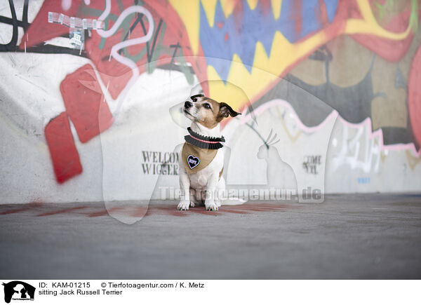 sitzender Jack Russell Terrier / sitting Jack Russell Terrier / KAM-01215