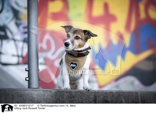 sitzender Jack Russell Terrier / sitting Jack Russell Terrier / KAM-01217