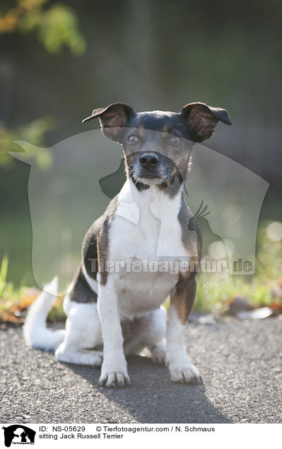 sitzender Jack Russell Terrier / sitting Jack Russell Terrier / NS-05629