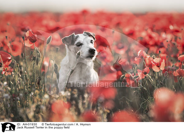 Jack Russell Terrier im Mohnfeld / Jack Russell Terrier in the poppy field / AH-01930