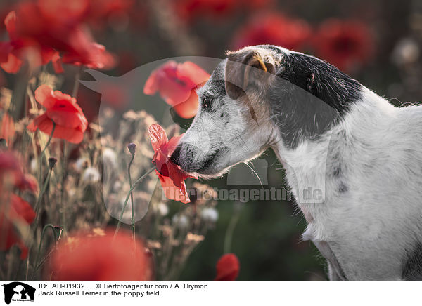 Jack Russell Terrier im Mohnfeld / Jack Russell Terrier in the poppy field / AH-01932