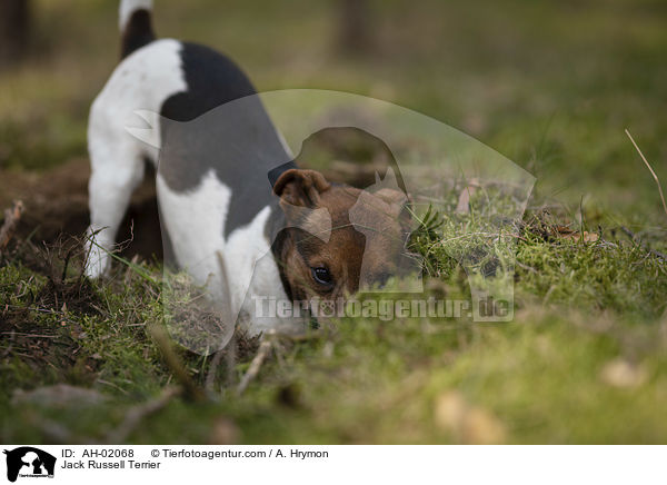 Jack Russell Terrier / Jack Russell Terrier / AH-02068