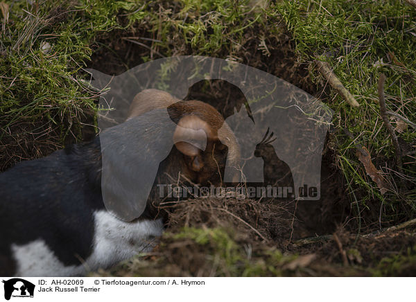Jack Russell Terrier / Jack Russell Terrier / AH-02069