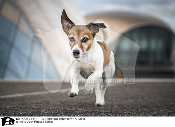 rennender Jack Russell Terrier / running Jack Russell Terrier / KAM-01411