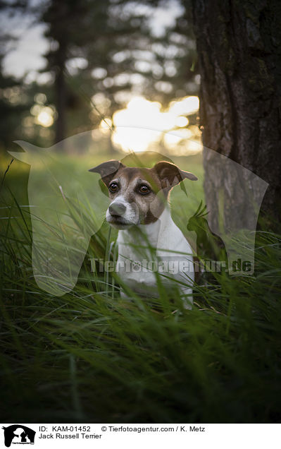 Jack Russell Terrier / Jack Russell Terrier / KAM-01452