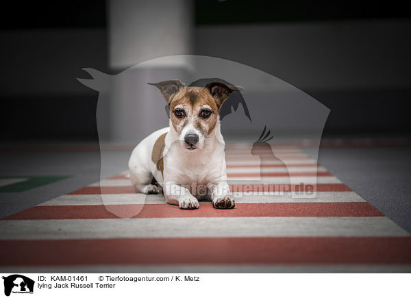 liegender Jack Russell Terrier / lying Jack Russell Terrier / KAM-01461