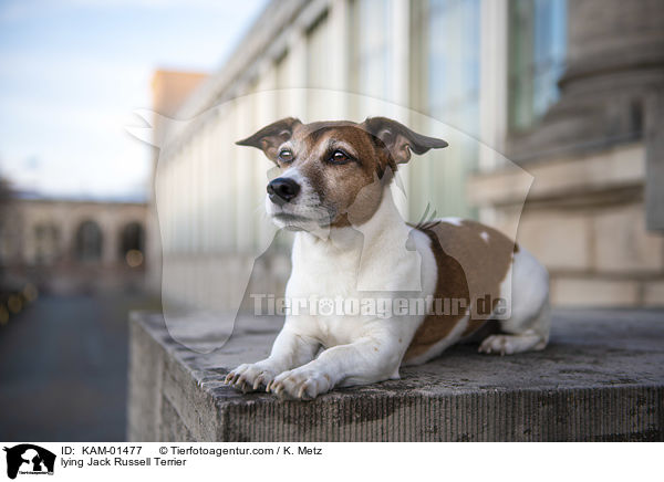 liegender Jack Russell Terrier / lying Jack Russell Terrier / KAM-01477