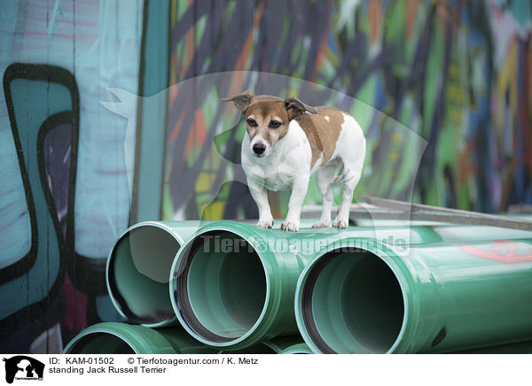 stehender Jack Russell Terrier / standing Jack Russell Terrier / KAM-01502