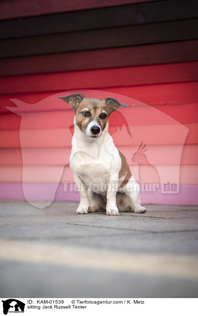 sitting Jack Russell Terrier / KAM-01539