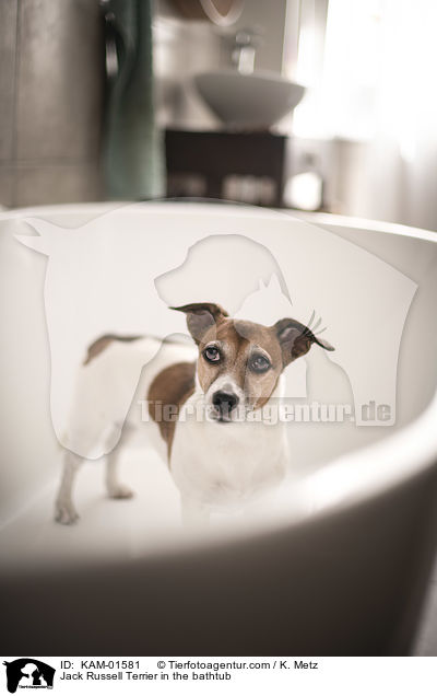 Jack Russell Terrier in der Badewanne / Jack Russell Terrier in the bathtub / KAM-01581