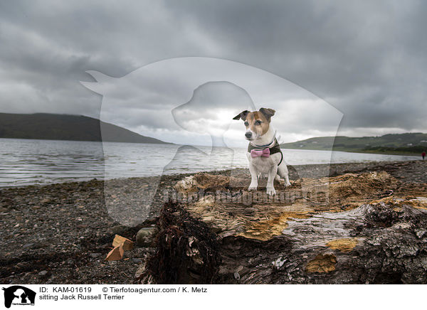 sitting Jack Russell Terrier / KAM-01619