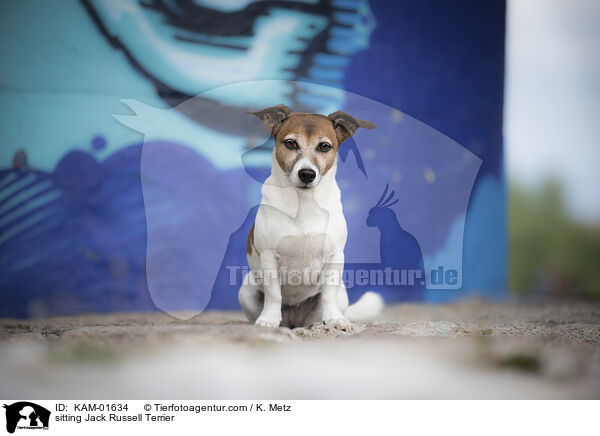 sitting Jack Russell Terrier / KAM-01634