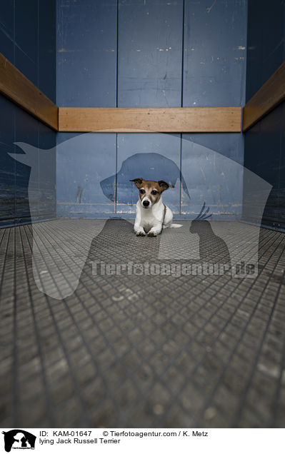 liegender Jack Russell Terrier / lying Jack Russell Terrier / KAM-01647