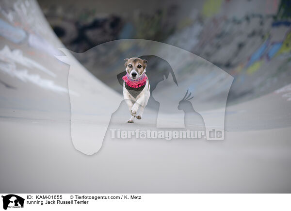 running Jack Russell Terrier / KAM-01655