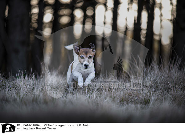 running Jack Russell Terrier / KAM-01664