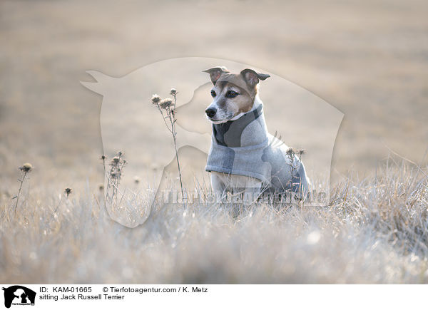 sitzender Jack Russell Terrier / sitting Jack Russell Terrier / KAM-01665