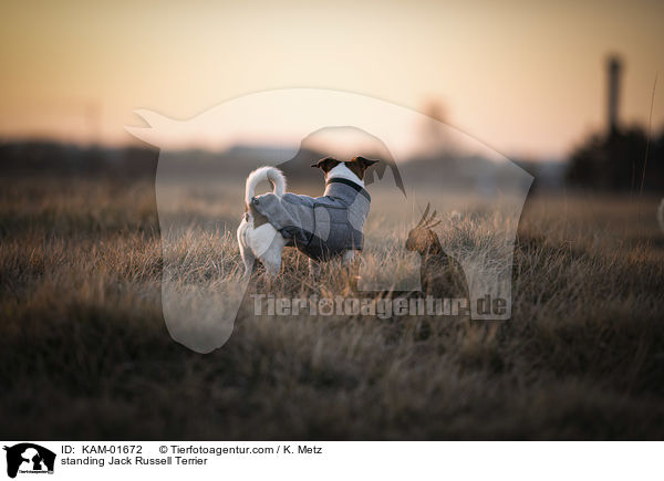 stehender Jack Russell Terrier / standing Jack Russell Terrier / KAM-01672