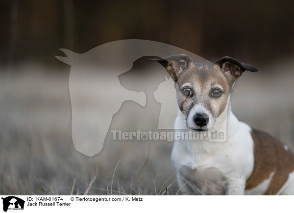 Jack Russell Terrier / Jack Russell Terrier / KAM-01674