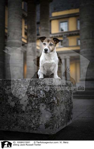 sitzender Jack Russell Terrier / sitting Jack Russell Terrier / KAM-01681