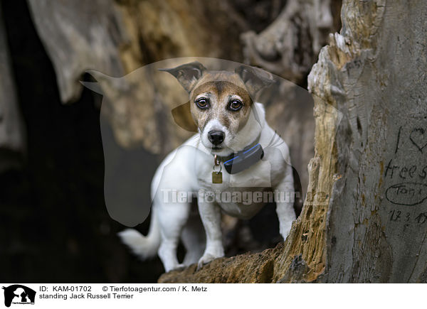 stehender Jack Russell Terrier / standing Jack Russell Terrier / KAM-01702