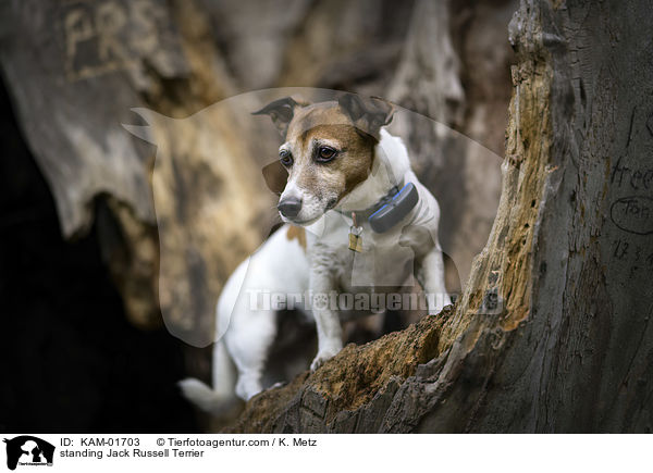 stehender Jack Russell Terrier / standing Jack Russell Terrier / KAM-01703