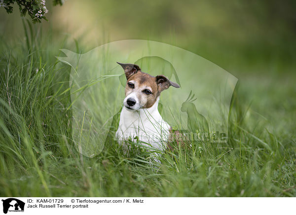 Jack Russell Terrier Portrait / Jack Russell Terrier portrait / KAM-01729