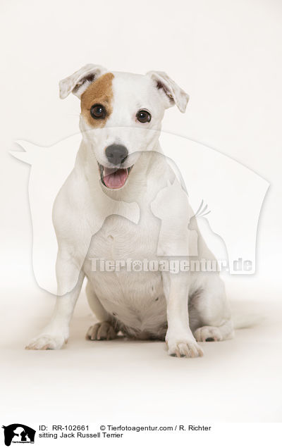 sitzender Jack Russell Terrier / sitting Jack Russell Terrier / RR-102661