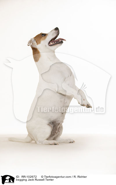 Jack Russell Terrier macht Mnnchen / begging Jack Russell Terrier / RR-102672