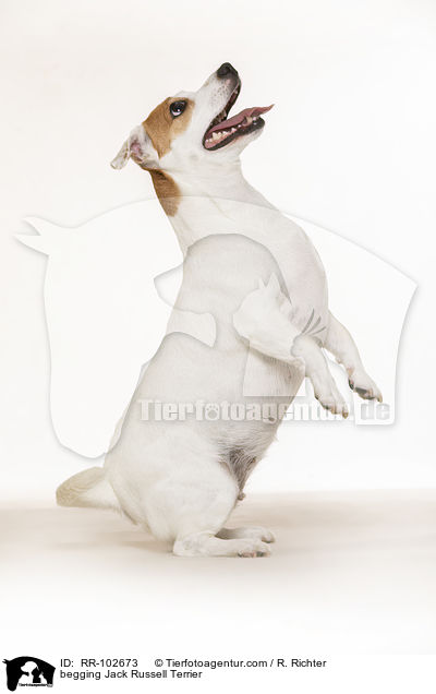 Jack Russell Terrier macht Mnnchen / begging Jack Russell Terrier / RR-102673