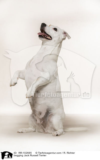 Jack Russell Terrier macht Mnnchen / begging Jack Russell Terrier / RR-102685