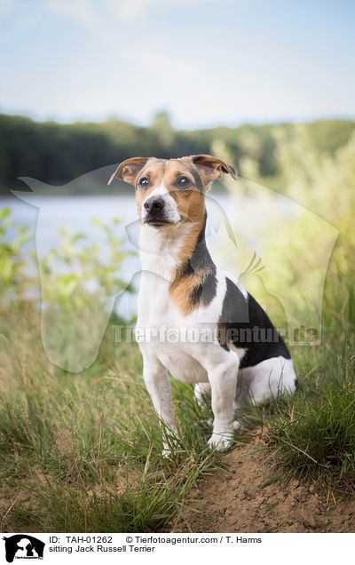 sitting Jack Russell Terrier / TAH-01262