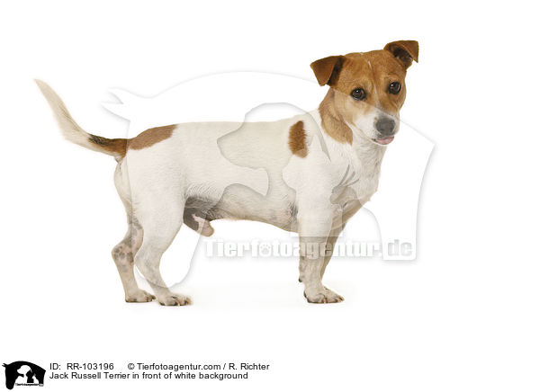 Jack Russell Terrier vor weiem Hintergrund / Jack Russell Terrier in front of white background / RR-103196