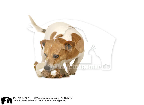 Jack Russell Terrier vor weiem Hintergrund / Jack Russell Terrier in front of white background / RR-103221