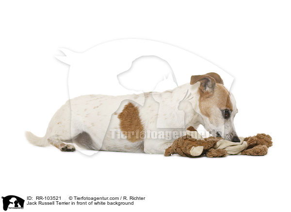 Jack Russell Terrier vor weiem Hintergrund / Jack Russell Terrier in front of white background / RR-103521