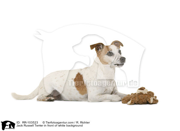 Jack Russell Terrier vor weiem Hintergrund / Jack Russell Terrier in front of white background / RR-103523