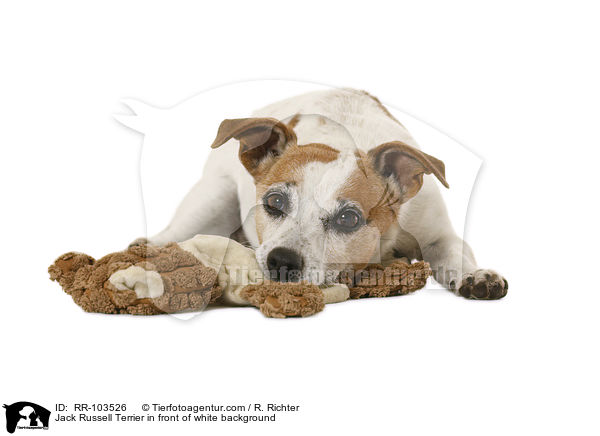 Jack Russell Terrier vor weiem Hintergrund / Jack Russell Terrier in front of white background / RR-103526