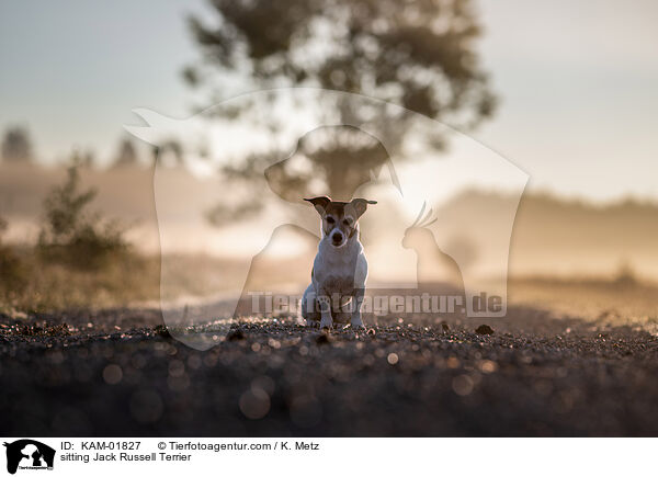 sitting Jack Russell Terrier / KAM-01827