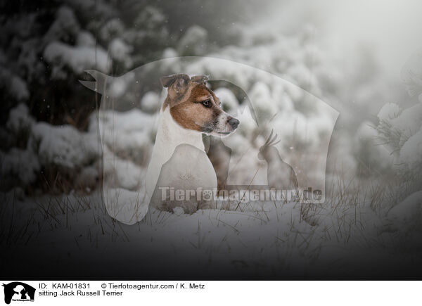 sitzender Jack Russell Terrier / sitting Jack Russell Terrier / KAM-01831